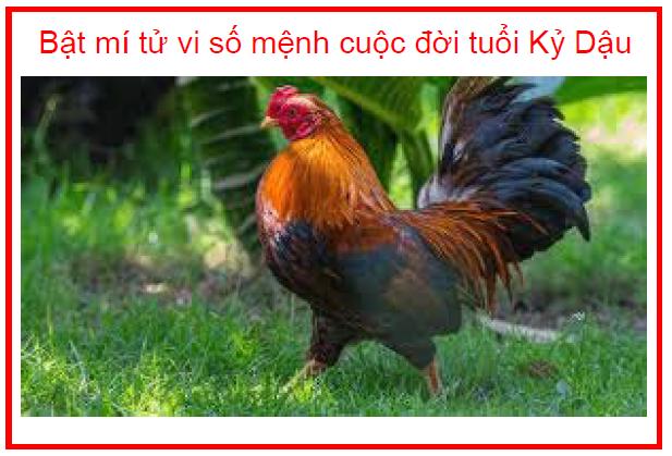 Bật mí tử vi số mệnh cuộc đời tuổi Kỷ Dậu