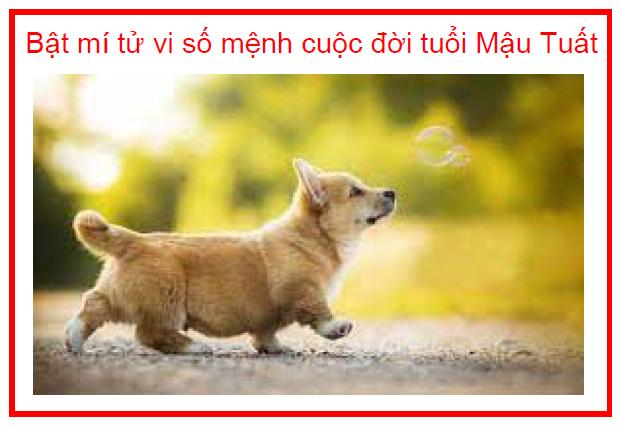 Bật mí tử vi số mệnh cuộc đời tuổi Mậu Tuất