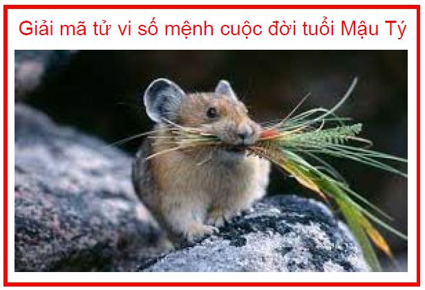 Giải mã tử vi số mệnh cuộc đời tuổi Mậu Tý