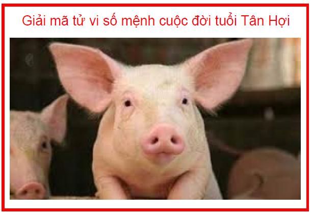 Giải mã tử vi số mệnh cuộc đời tuổi Tân Hợi