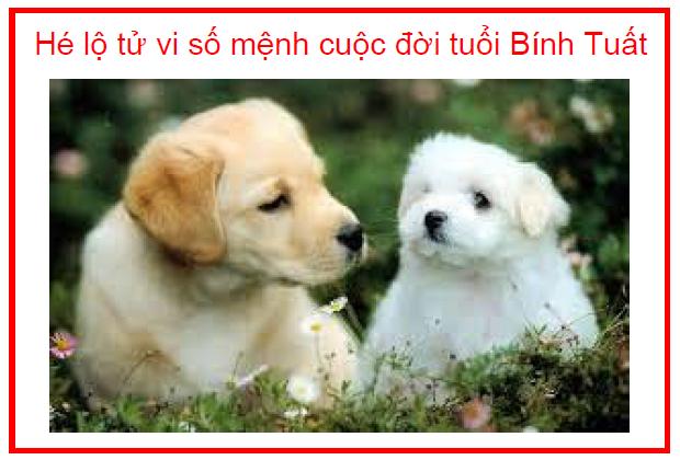 Hé lộ tử vi số mệnh cuộc đời tuổi Bính Tuất