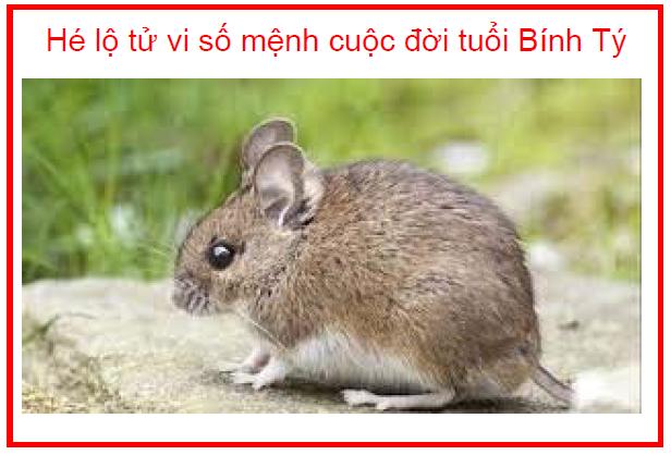 Hé lộ tử vi số mệnh cuộc đời tuổi Bính Tý
