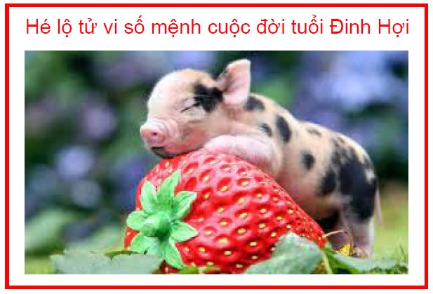 Hé lộ tử vi số mệnh cuộc đời tuổi Đinh Hợi