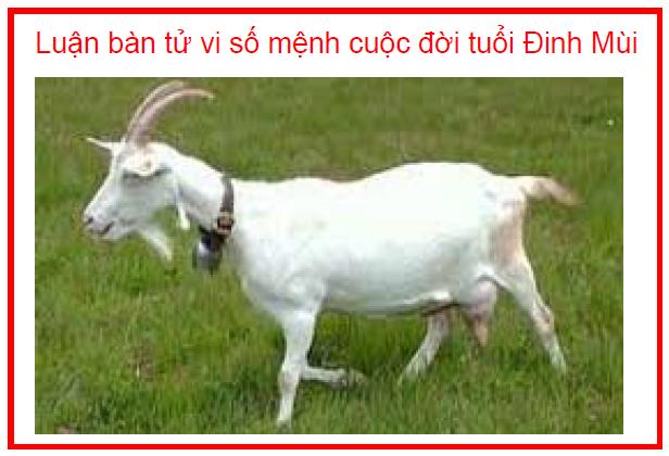 Luận bàn tử vi số mệnh cuộc đời tuổi Đinh Mùi