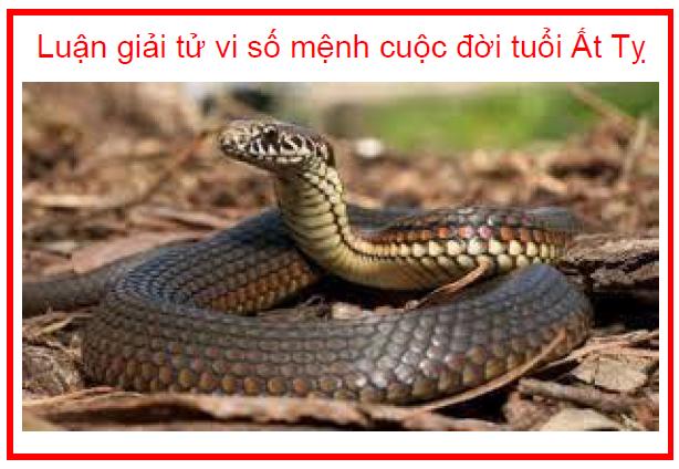 Luận giải tử vi số mệnh cuộc đời tuổi Ất Tỵ