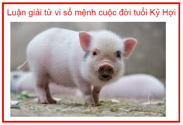 Luận giải tử vi số mệnh cuộc đời tuổi Kỷ Hợi