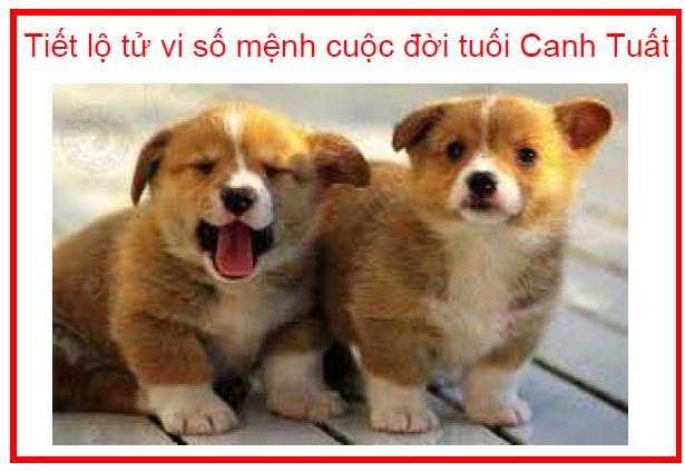 Tiết lộ tử vi số mệnh cuộc đời tuổi Canh Tuất