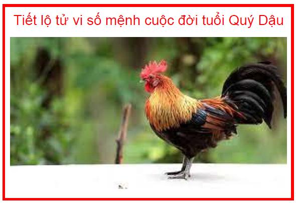 Tiết lộ tử vi số mệnh cuộc đời tuổi Quý Dậu