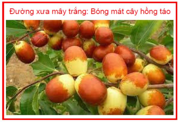 Đường xưa mây trắng Bóng mát cây hồng táo