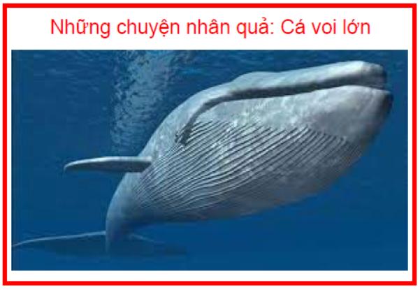 Những chuyện nhân quả Cá voi lớn